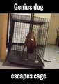 Dog Transportation - Genius Dog (Escapes Cage)