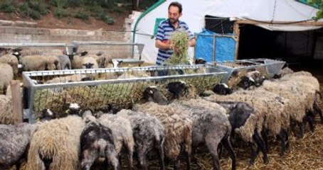 Et Krizini Çözecek Marifetli Koyunlar