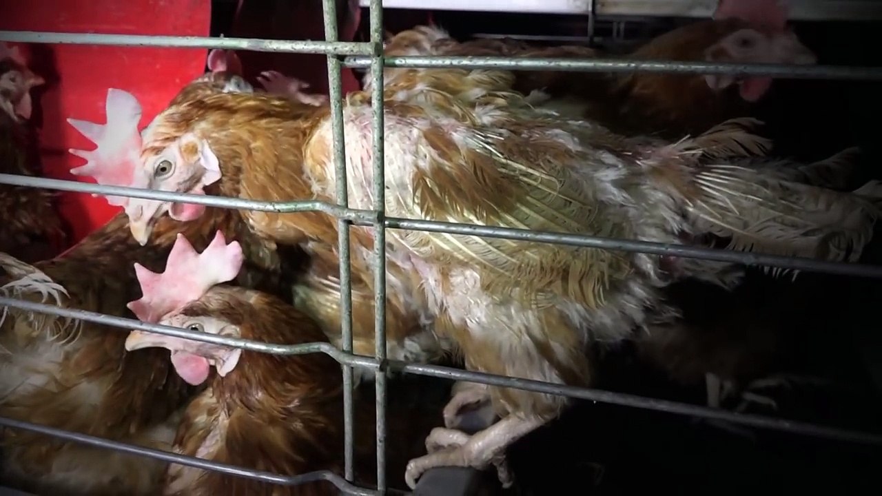 Les horribles conditions de vie des poules pondeuses d'un élevage français