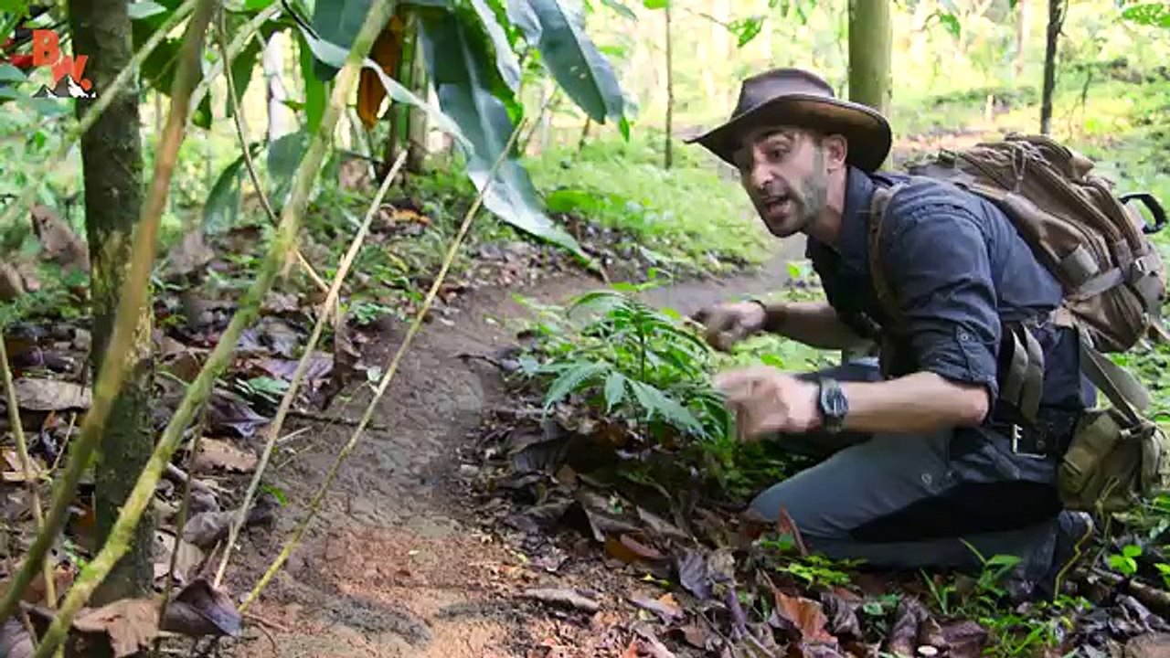 CRAZY ANT BITE