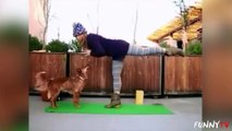 Funny cat videos: Funny pets interrupting yoga | cat videos funny | pet rescue