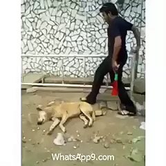 very funny dog