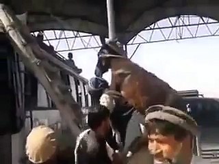 welcome to the pakistani very funny donkey