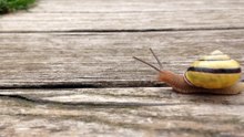 Slowly snail