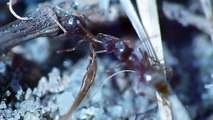 Combat de fourmis : intense et violent