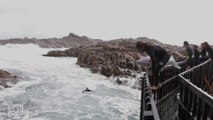 Des tarés se jettent à la mer en pleine tempête... Pure folie