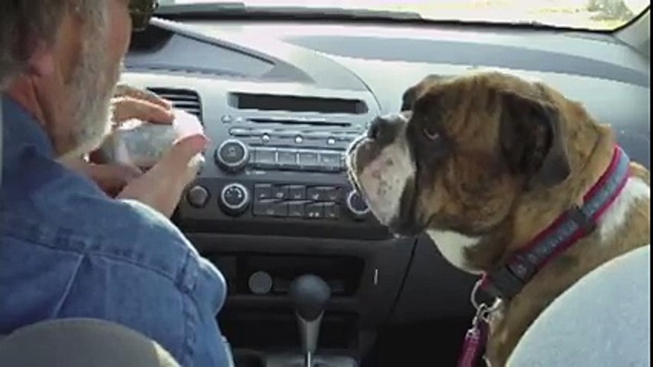 Un maitre cruel avec son chien le fait baver devant un hamburger
