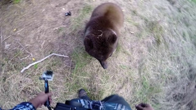 Cet homme a pour meilleur ami un grizzly... Dingue