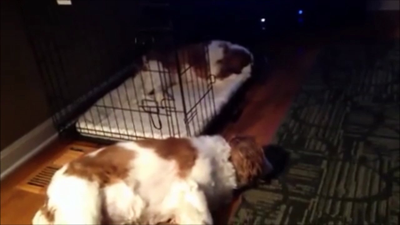 Ces chiens ne réagissent que quand on leur parle de balade en voiture