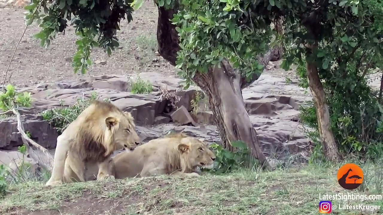 Des touristes se retrouvent au milieu d'un troupeau de buffles en fuite