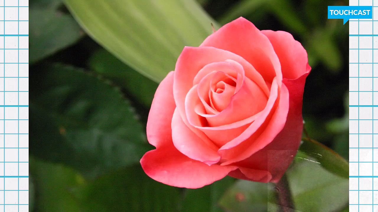 Test flowers