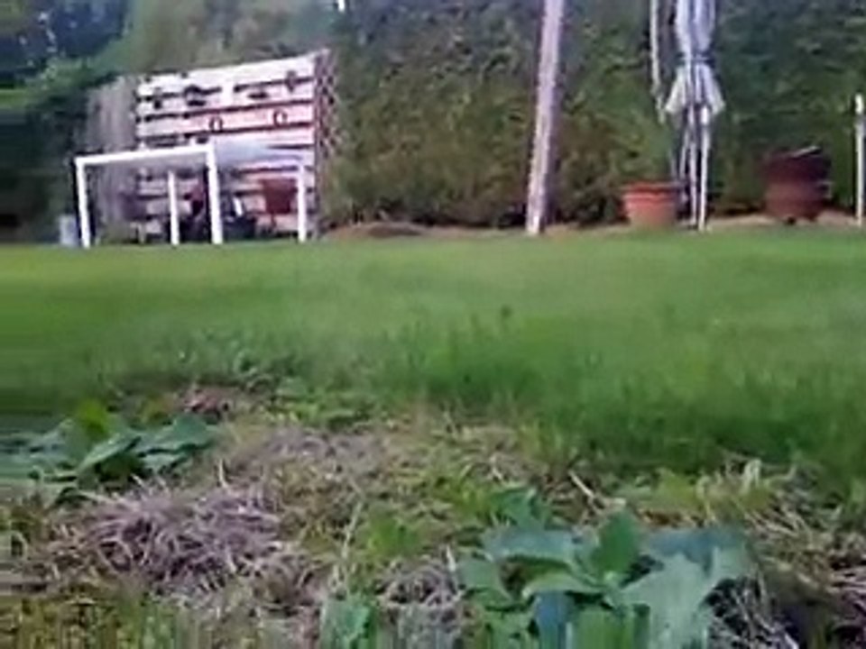 Funny cats Video Epic 20