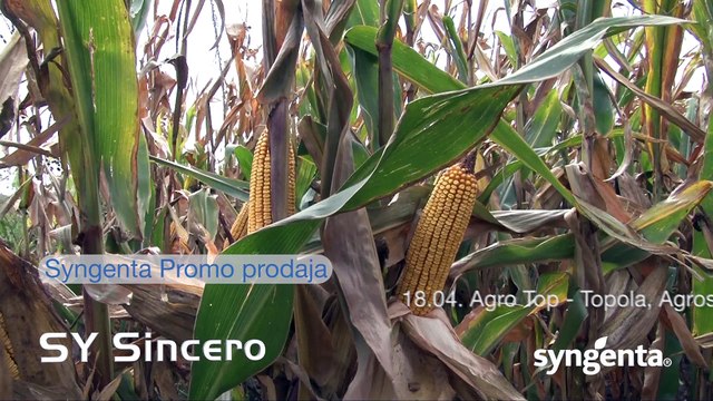 Syngenta hibridi kukuruza za provereno dobar rod 448