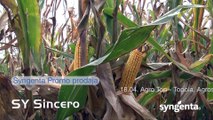 Syngenta hibridi kukuruza za provereno dobar rod 448
