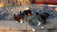 Une floppée de chiots vont embêter un chat qui garde son sang froid