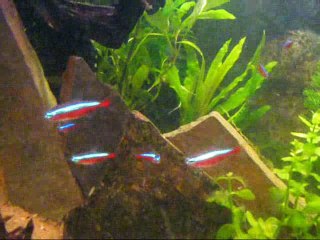 330 litres amazonien 26 05 2016