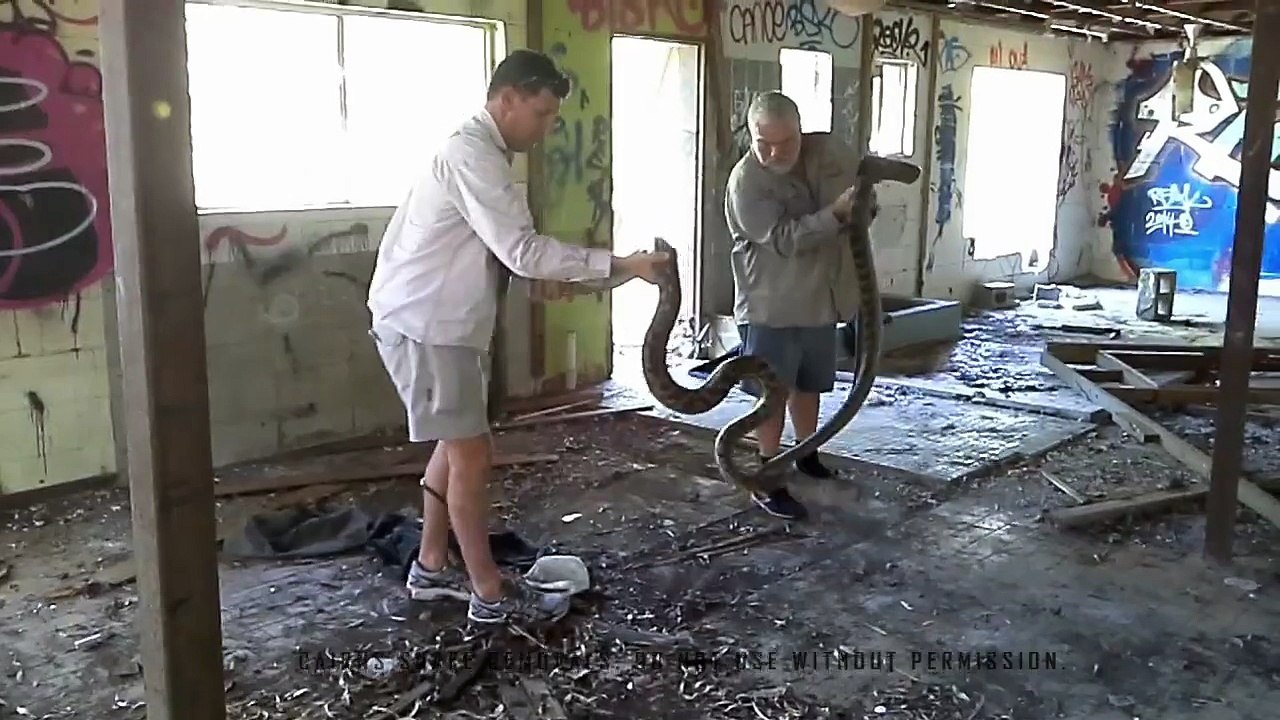 Call Cairns Snake Removals - 24/7 snake removal service providers in Cairns