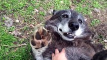 Jouer avec un loup comme si c'était un chien