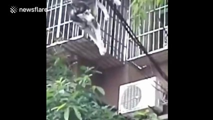 Husky rescued after falling onto cables from building