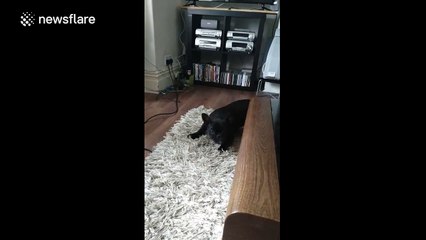 French bulldog puppy encounters a hairdryer for the first time