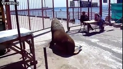 Descargar video: Quand les lions de mer se mettent à faire du cliff diving! En mode plongeon extreme...