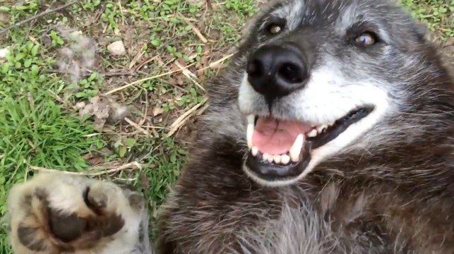 Un chien-loup très heureux de se faire caresser !
