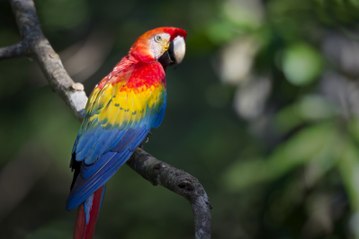 Top 5 Most Intelligent Bird Species In the World