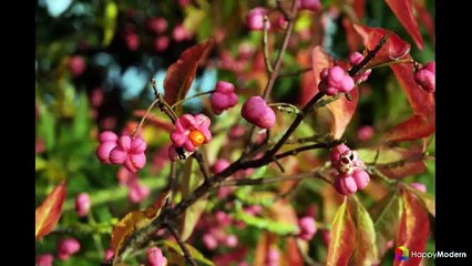 55+ фото Бересклет крылатый - правильная посадка и детальный уход