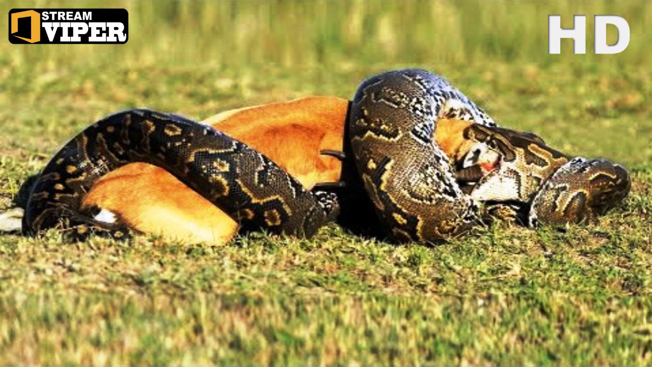 Anaconda VS Lion VS Black Panter - Lion Narrowly Escaped Death