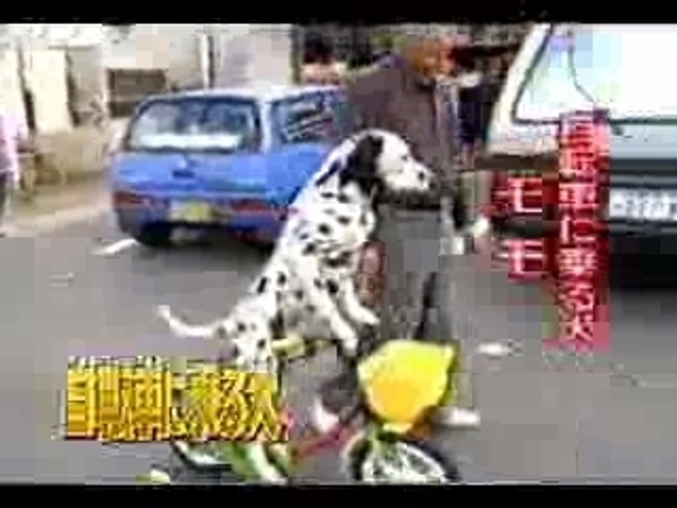 Perro_indurain