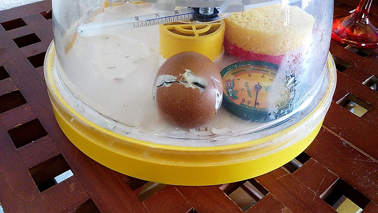 Naissance Poule: Calimero 26-mai race inconnue wait