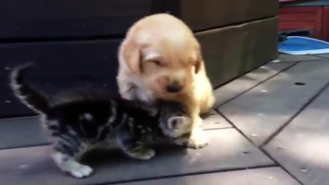 Ce chiot rencontre son adorable colocataire ! Leur réaction est adorable !