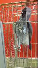 Orijinal papağan Çapkın ( gel kaşı gel )