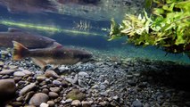 Chinook Salmon Spawning Acts 2016 : Canterbury - New Zealand