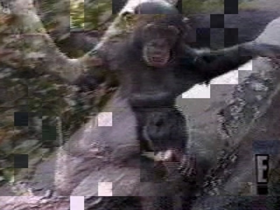 Singe - Cul Qui Gratte ... Doigt Qui Pue ...!