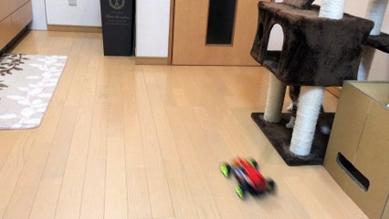 【funny cat ねこ&きじとら＆かわいい&おもしろ&癒し】（とらおうチャン）乱入車発見！