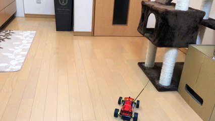 【funny cat ねこ&きじとら＆かわいい&おもしろ&癒し】（とらおうチャン）乱入車発見！2