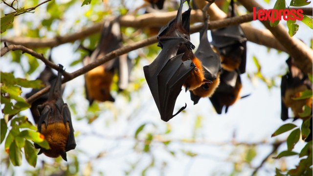 Une ville australienne envahie par 100 000 chauves-souris
