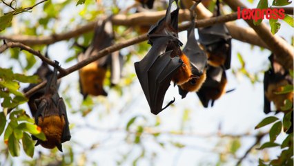 Une ville australienne envahie par 100 000 chauves-souris