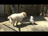 Puppy and Bird Partake in Cutest Game of Chase Ever