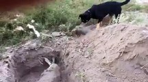 Un chien enterre un autre chien