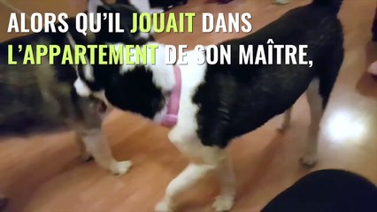 Un husky a vu la mort de très près en chutant d'un immeuble