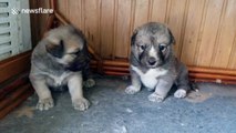 Husky puppies fighting is brilliantly cute