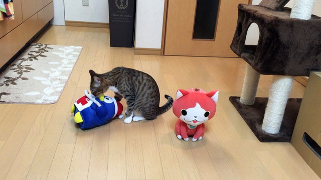 【funny cat ねこ&きじとら＆かわいい&おもしろ&癒し】（とらおうチャン）ドンペンくんにチュー♪2