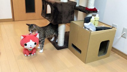 【funny cat ねこ&きじとら＆かわいい&おもしろ&癒し】（とらおうチャン）ジバニャンくんも相手してやんか♪