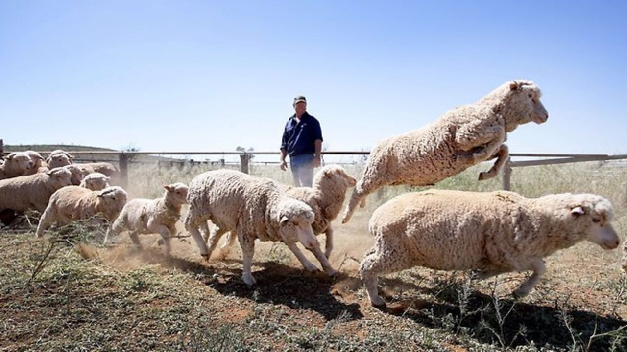 Quand un fermier australien s'amuse avec ses innocents moutons !