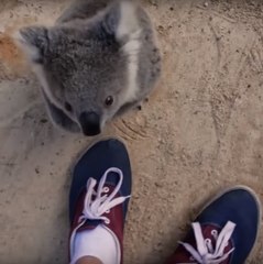 Cuddly koala hugs cameraman!
