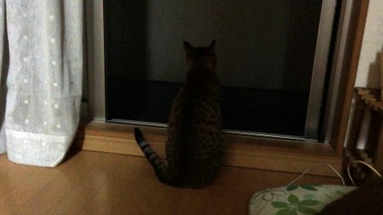 【funny cat ねこ&きじとら＆かわいい&おもしろ&癒し】とらおうチャンは夜行性♪2