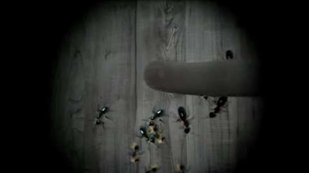 Trailer: Ameisen mit dem Handy zermatschen
