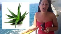 L`aloe vera une belle plante mmiraculeuse